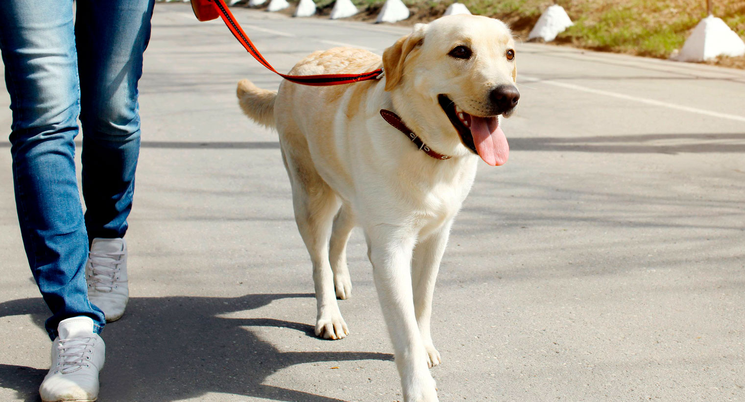 un perro puede sobrevivir a un golpe de calor