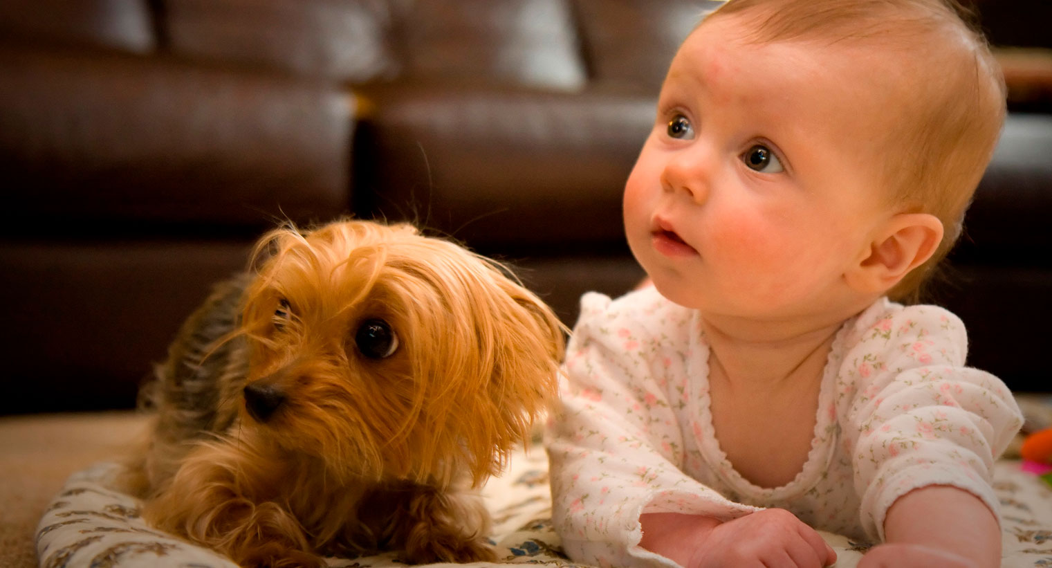 Agarrar reserva Frase Bebes y perros - 🐶 ADIESTRALO.COM