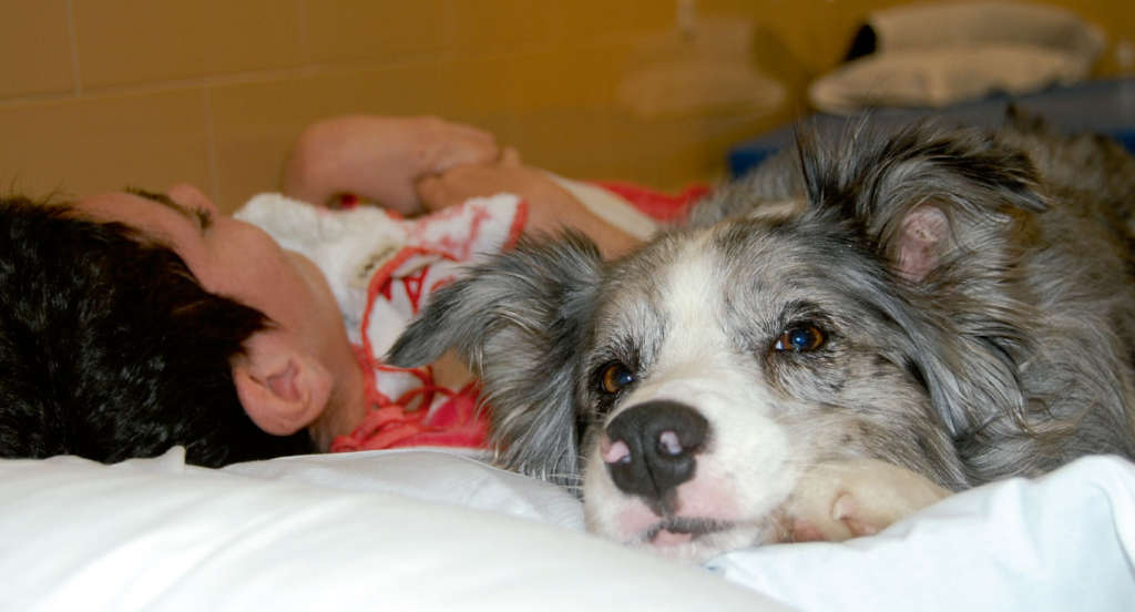 Curso de terapia asistida con perros