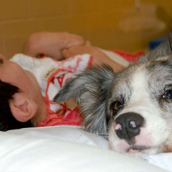 Curso de terapia asistida con perros
