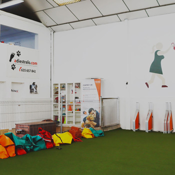 Instalaciones indoor destinadas a nuestro curso de terapia asistida con perros