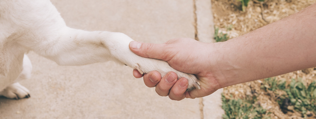 ¿Cuánto cuesta adiestrar un perro? El precio de un adiestrador canino