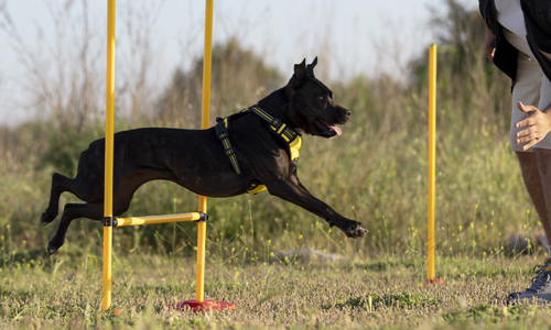 El adiestramiento avanzado, como puede ser el entrenamiento de agility es más costoso en tiempo y dinero pero puede resultar muy estimulante para ambos