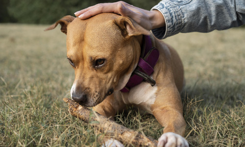 La evaluación del perro es un básico en el adiestramiento canino profesional, muchas veces deben intervenir etólogos incluso para pautar el mejor adiestramiento en caso de detectar problemas de comportamiento.