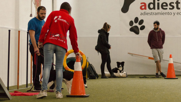 Nuestras clases de Rally Obedience suponen una oportunidad de sociabilizar con otros perros y dueños