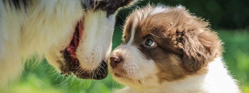 Adiestramiento de cachorros - Guía completa, consejos, curso online, clases, desde casa y en escuela de adiestramiento canino