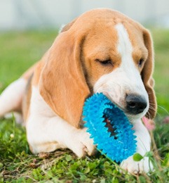 cachorro de Beagle