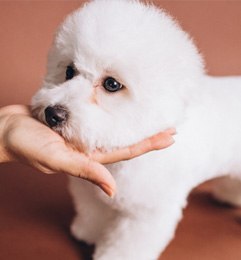 cachorro de Bichón Maltés