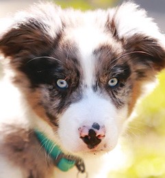 cachorro de Border Collie