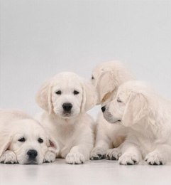 cachorros de Golden Retriever