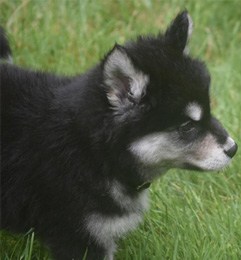 cachorro de Husky Siberiano