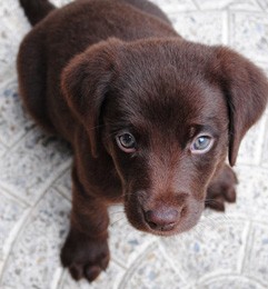 cachorro de Labrador Retriever