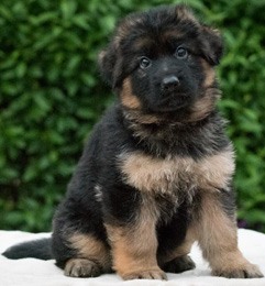 cachorro de Pastor Alemán