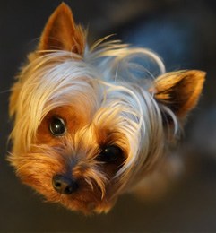 cachorro de Yorkshire Terrier