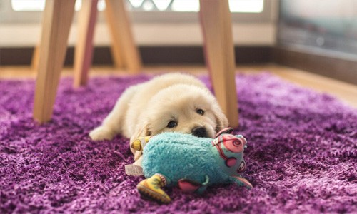 Establecer las zonas de descanso y de juegos es fundamental para que se respeten en el adiestramiento del cachorro