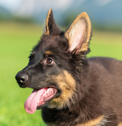 cachorro de Pastor Belga Malinois