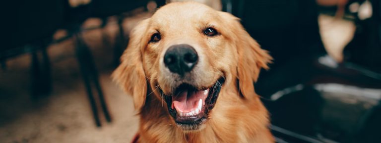 El mejor terapeuta tiene cuatro patas